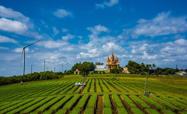 Thị xã Vĩnh Châu (Sóc Trăng) được mệnh danh là xứ sở của hành tím với diện tích trồng hàng năm khoảng 6.500 ha.