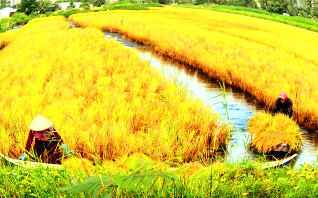 Nông dân hợp tác xã tôm cua lúa Thạnh An, xã Đông Thạnh, huyện An Minh thu hoạch lúa hữu cơ nền đất nuôi tôm.