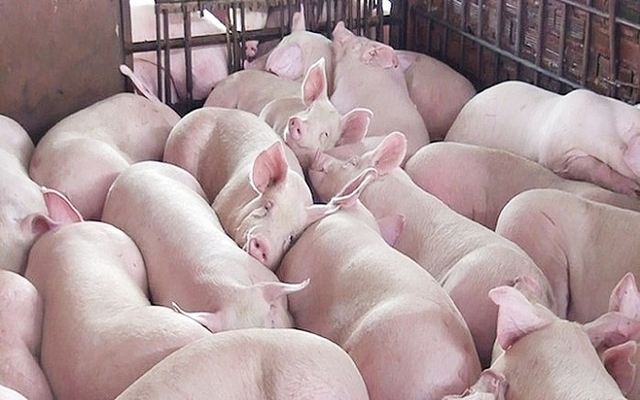 Giá lợn hơi 23/2: Dao động từ 74.000 - 79.000 đồng/kg - Ảnh 1.