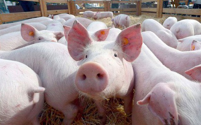 Giá lợn hơi 12/3: Điều chỉnh từ 1.000 - 2.000 đồng/kg  - Ảnh 1.