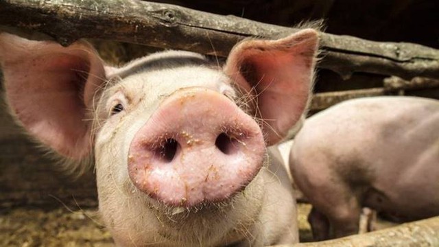 Giá lợn hơi ngày 19/3: Thấp nhất 70.000 đồng/kg - Ảnh 1.