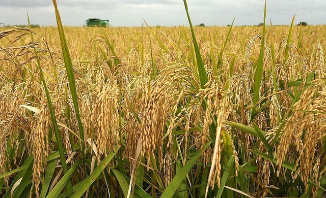 Giá gạo hôm nay 24/3: Gạo xuất khẩu vượt gạo Thái Lan - Ảnh 1.