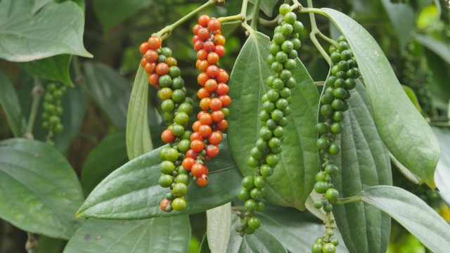 Thị trường nông sản 3/3: Cà phê tiếp tục giảm, giá tiêu cao nhất 56.500 đồng/kg - Ảnh 1.