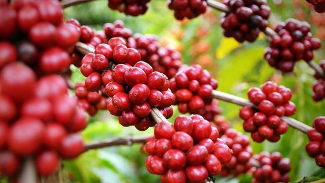 Thị trường nông sản 3/3: Cà phê tiếp tục giảm, giá tiêu cao nhất 56.500 đồng/kg - Ảnh 2.