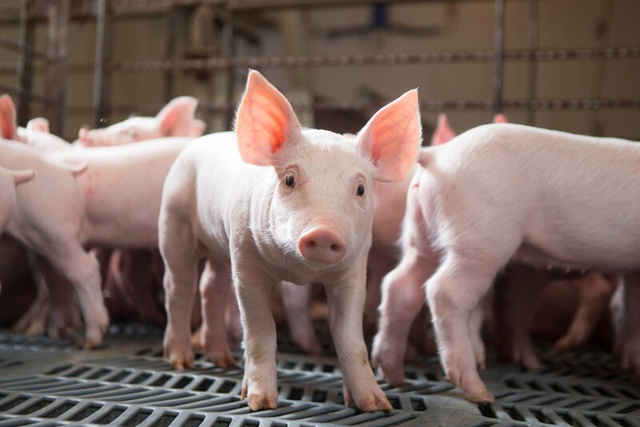 Giá lợn hôm nay 30/3: Miền Trung có nơi tăng 2.000 đồng/kg - Ảnh 1.