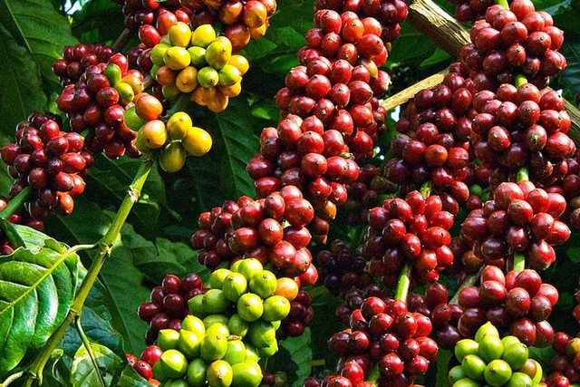 Thị trường nông sản ngày 31/3: Giá tiêu và cà phê giảm nhẹ 500 đồng/kg - Ảnh 1.
