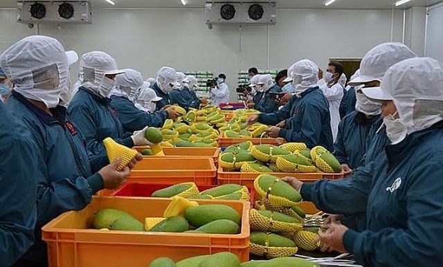 Xuất khẩu rau quả quý I/2021 đạt gần 1 tỷ USD - Ảnh 1.