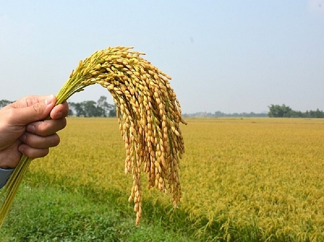 Giá lúa gạo hôm nay 13/4: Chưa dứt đà giảm - Ảnh 1.