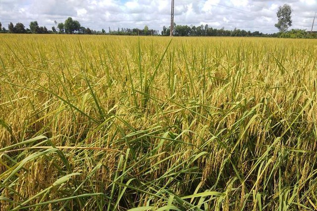 Giá lúa gạo hôm nay 15/4: Lúa tăng giá sau nhiều ngày giảm - Ảnh 1.
