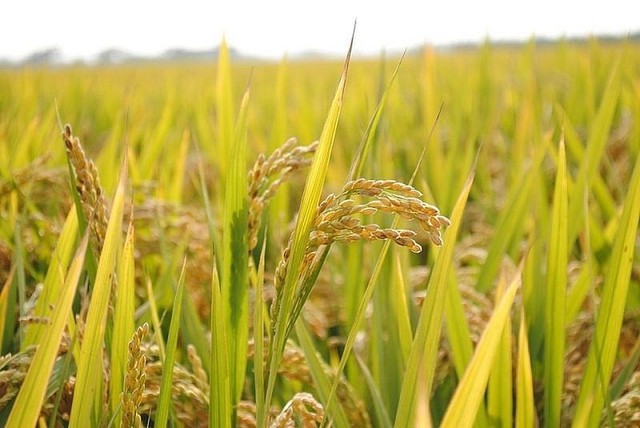 Giá lúa gạo hôm nay 19/4: Giá xuất khẩu ổn định ở mức thấp - Ảnh 1.