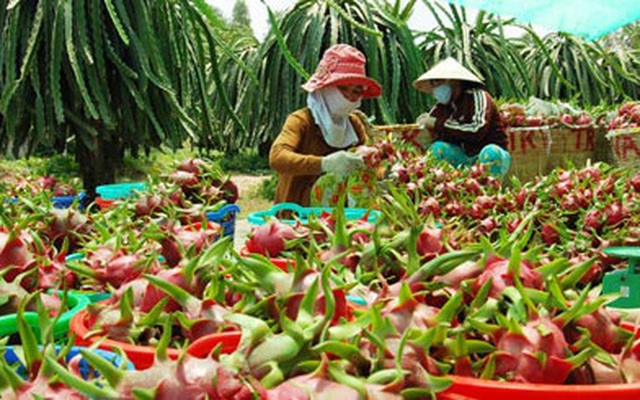 Bình Thuận: Kinh tế - xã hội quý I/2021 phát triển ổn định, tiến bộ - Ảnh 1.