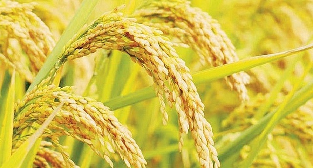 Giá lúa gạo hôm nay 23/4: Bật tăng một số chủng loại - Ảnh 1.