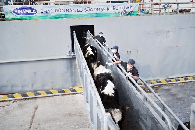 Vinamilk nhập khẩu hơn 2.100 bò sữa HF thuần chủng từ Mỹ về trang trại mới tại Quảng Ngãi - Ảnh 1.