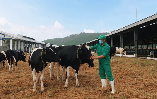 Vinamilk nhập khẩu hơn 2.100 bò sữa HF thuần chủng từ Mỹ về trang trại mới tại Quảng Ngãi - Ảnh 4.