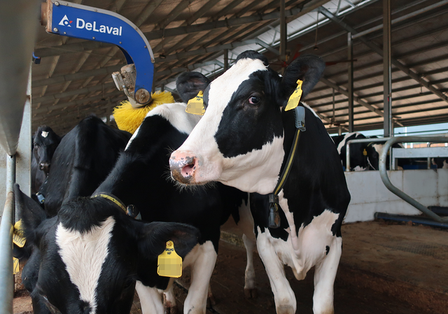 Vinamilk nhập khẩu hơn 2.100 bò sữa HF thuần chủng từ Mỹ về trang trại mới tại Quảng Ngãi - Ảnh 3.