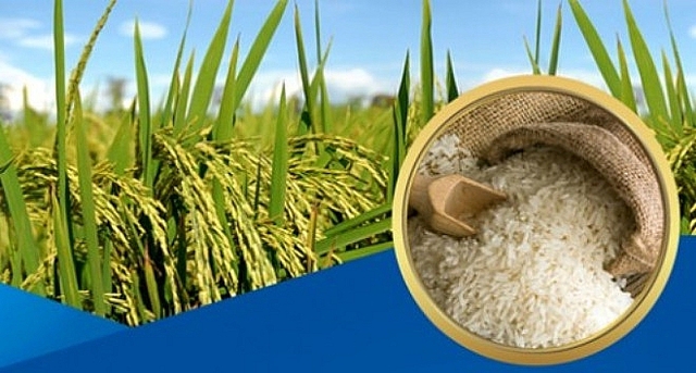 Giá lúa gạo hôm nay 26/4: Ổn định - Ảnh 1.
