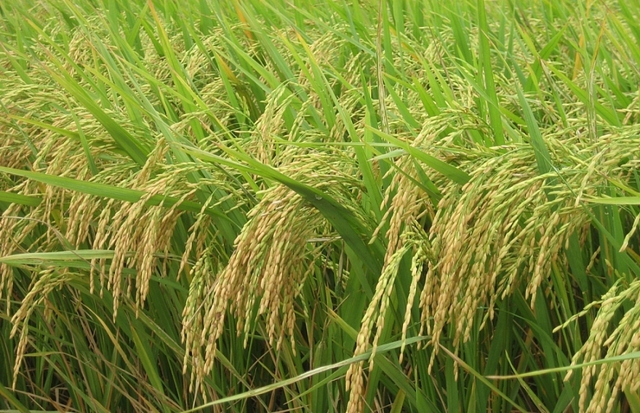Giá lúa gạo hôm nay 27/4: Giá lúa và phụ phẩm tăng cao - Ảnh 1.