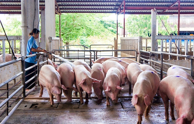 Giá lợn hơi ngày 28/4: Dao động từ 70.000 - 73.000 đồng/kg - Ảnh 1.