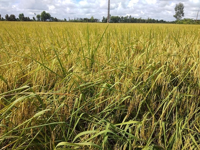 Giá gạo hôm nay 9/4: Giảm sâu cả nội địa lẫn xuất khẩu  - Ảnh 1.