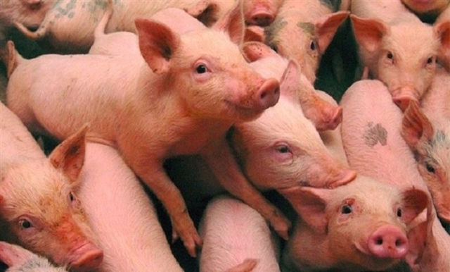 Giá lợn hơi ngày 9/4: 2 miền Bắc - Trung giảm nhẹ 1.000 đồng/kg - Ảnh 1.