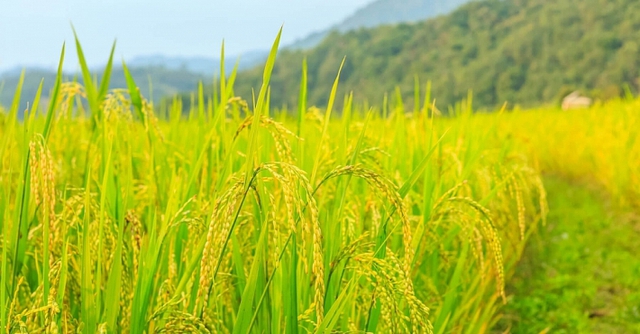 Giá lúa gạo hôm nay 2/6: Giá gạo nguyên liệu sụt giảm - Ảnh 1.