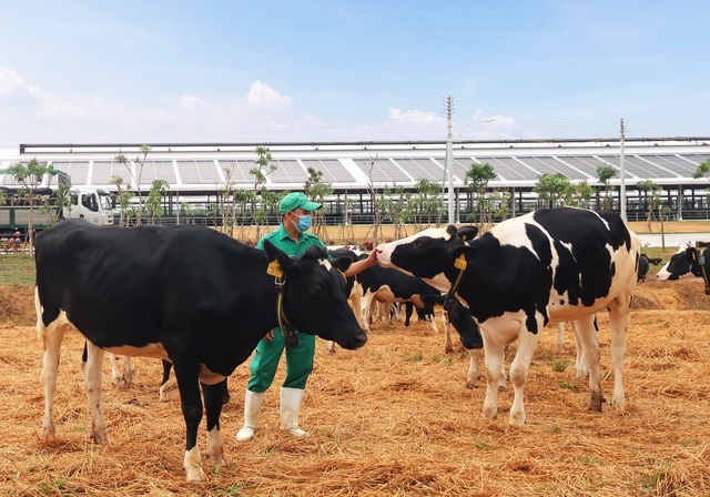 Vinamilk liên tiếp thăng hạng trong Top 50 công ty sữa hàng đầu thế giới, khẳng định thương hiệu vị trí sữa số 1 Việt Nam - Ảnh 4.