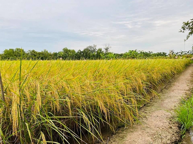 Giá gạo hôm nay 17/5: Gạo nguyên liệu giảm mạnh - Ảnh 1.