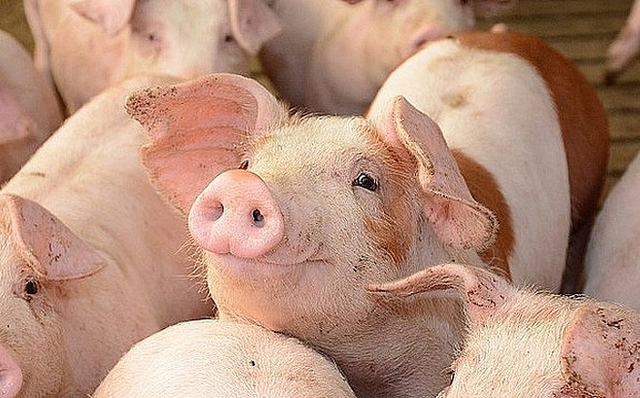 Giá lợn hơi ngày 18/5: Tăng 2.000 - 3.000 đồng/kg ở miền Bắc - Ảnh 1.