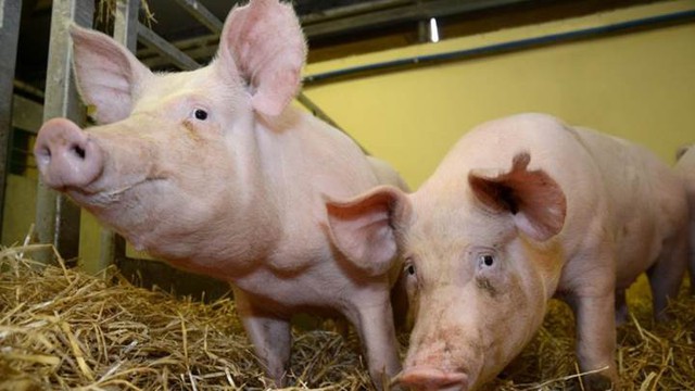 Giá lợn hơi ngày 31/5: Điều chỉnh nhẹ, cao nhất 72.000 đồng/kg - Ảnh 1.