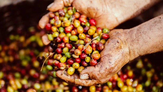 Thị trường nông sản ngày 22/6: Giá cà phê trong nước tăng nhẹ, sắp cán mốc 35.000 đồng - Ảnh 1.