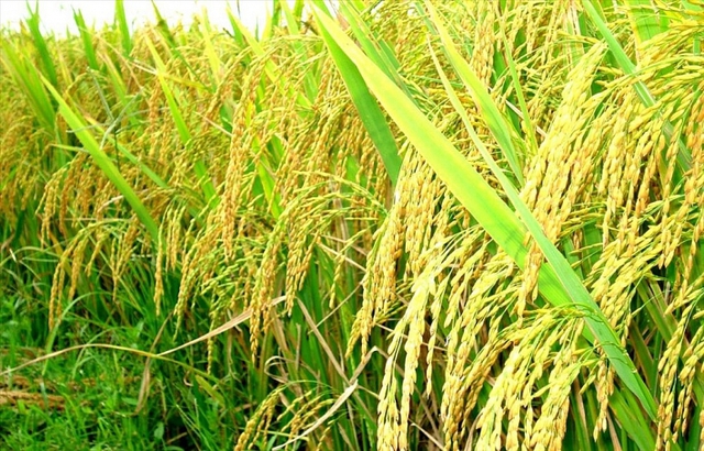 Giá lúa gạo hôm nay 22/6: Gạo nguyên liệu quay đầu tăng nhẹ - Ảnh 1.