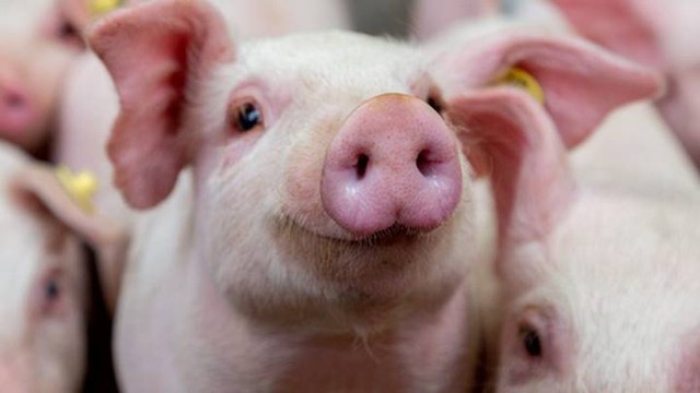 Giá lợn hơi ngày 22/6: Dao động quanh ngưỡng 64.000 - 71.000 đồng - Ảnh 1.