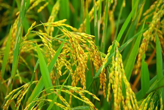 Giá lúa gạo hôm nay 25/6: Gạo xuất khẩu điều chỉnh giảm - Ảnh 1.