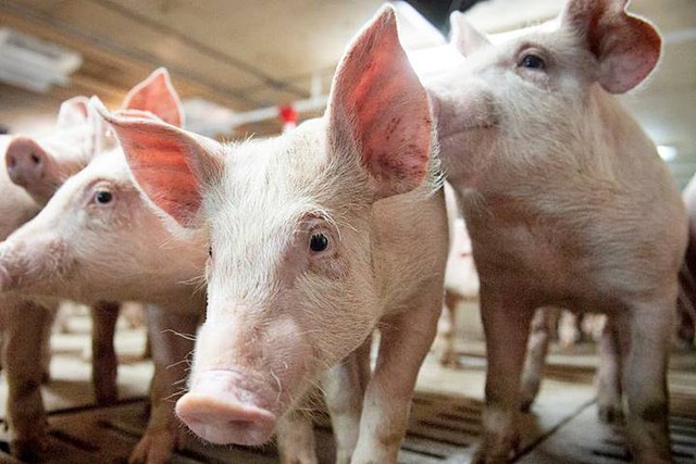 Giá lợn hơi ngày 26/6: Giảm rải rác 1.000 - 2.000 đồng ở một số tỉnh thành - Ảnh 1.