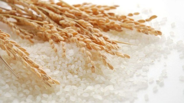 Giá lúa gạo hôm nay 8/6: Giá lúa giảm sâu - Ảnh 1.