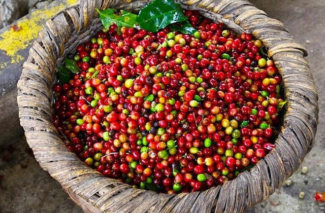 Thị trường nông sản ngày 10/7: Cà phê tăng tiếp, hồ tiêu chững giá phiên thứ 3 - Ảnh 1.