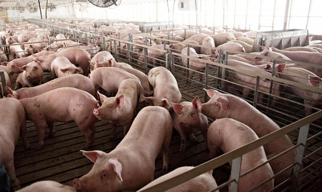 Giá lợn hơi ngày 19/7: 2 miền Bắc - Nam giảm nhẹ 1.000 - 2.000 đồng - Ảnh 1.