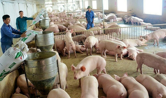 Giá lợn hơi ngày 20/7: 3 miền cùng giảm, miền Nam giảm sâu 5.000 đồng/kg - Ảnh 1.