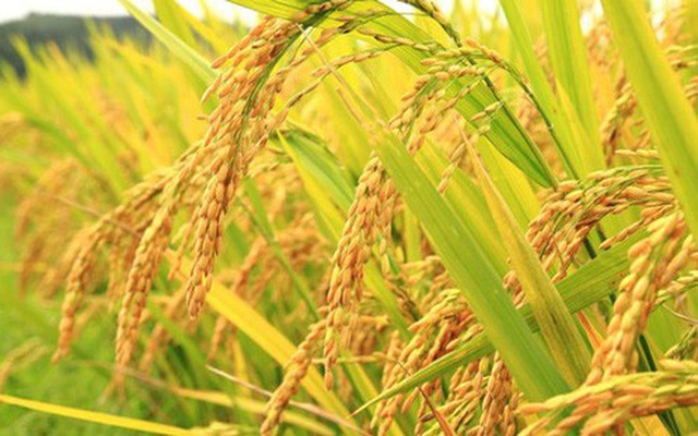 Giá gạo hôm nay 26/7: Gạo nguyên liệu biến động trái chiều - Ảnh 1.