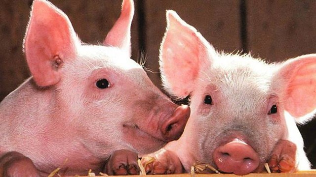 Giá lợn hơi ngày 28/7: Đồng loạt giảm, có nơi tới 5.000 đồng/kg - Ảnh 1.