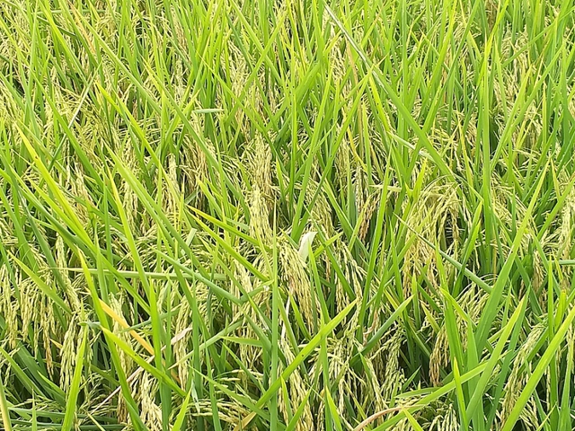 Giá gạo hôm nay 30/7: Gạo phụ phẩm tăng giảm trái chiều - Ảnh 1.