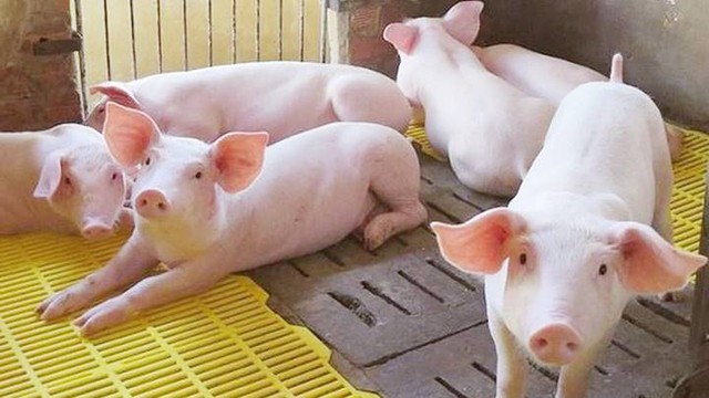 Giá lợn hơi ngày 31/7: Ổn định quanh mốc 52.000 - 56.000 đồng/kg - Ảnh 1.