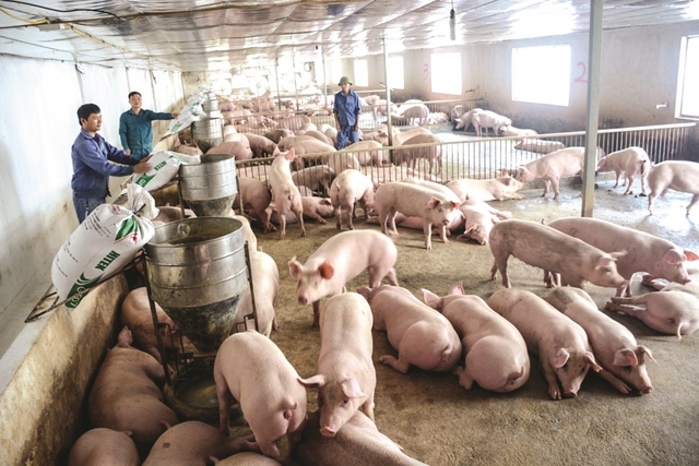 Dịch kiểm soát tốt, giá lợn hơi có thể phục hồi vào quý 3/2021 - Ảnh 1.