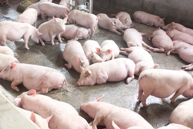 Giá lợn hơi ngày 11/8: Tiếp tục điều chỉnh 1.000 - 2.000 đồng/kg - Ảnh 1.