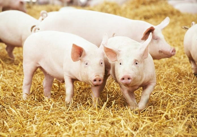 Giá lợn hơi ngày 12/8: Miền Nam tăng nhẹ 1.000 đồng/kg  - Ảnh 1.