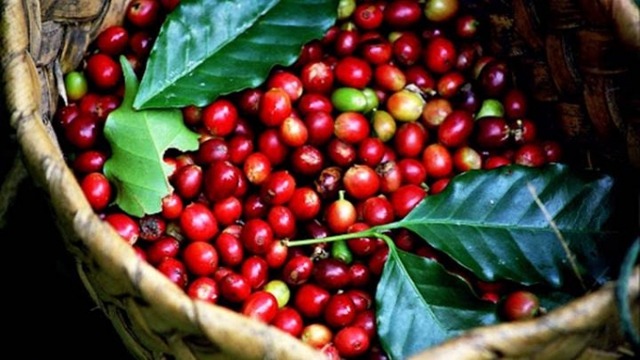 Thị trường nông sản ngày 19/8: Giá cà phê đồng loạt tăng trên 38.000 đồng - Ảnh 1.