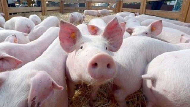 Giá lợn hơi ngày 19/8: Dao động từ 52.000 - 57.000 đồng/kg - Ảnh 1.