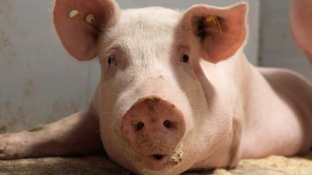 Giá lợn hơi ngày 24/8: 3 miền điều chỉnh 1.000 đồng/kg - Ảnh 1.