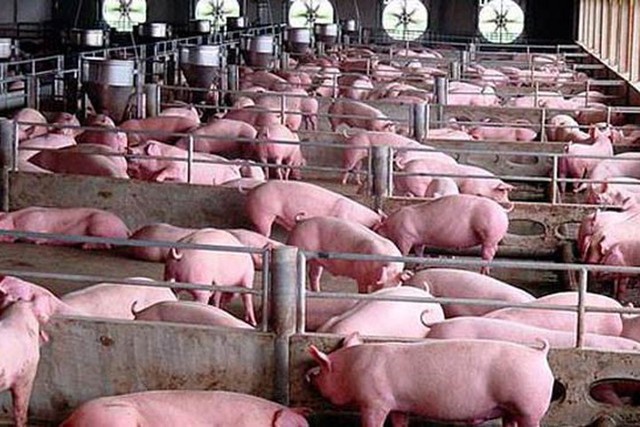 Giá lợn hơi ngày 25/8: Giảm nhẹ ở một số tỉnh thành hai miền Bắc - Nam  - Ảnh 1.