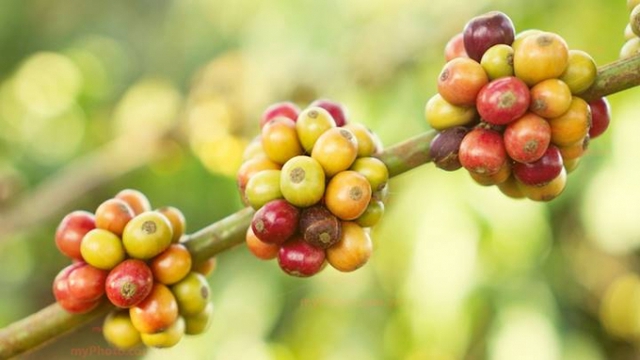 Thị trường nông sản ngày 27/8: Giá cà phê trong nước tăng nhiều ngày liên tiếp - Ảnh 1.